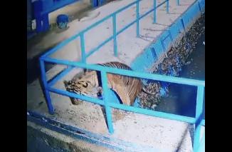 Uih ngeri Inyiak balang' menampakan diri di Pasbar, Sabtu 23/3-2024. (dok/jonhar)