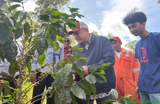 Anggota DPD RI asal Sumbar, Irman Gusman, memetik buah merah di Perkebunan Kopi Arabika Lasi, Kecamatan Candung, Kabupaten Agam, sambil mengapresiasi semangat petani muda yang membangkitkan kopi lokal, Sabtu (25/10/2025). (Foto: Ist)