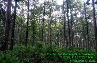 Tegakan pohon jati dan pinus di kawasan hutan Perhutani Pulau Jawa yang tumbuh tegak dan teratur, menjadi saksi sejarah panjang pengelolaan rimba sejak abad ke-19. (Foto: Ist)