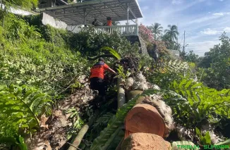 Tim Gabungan BPBD dan warga sedang melakukan proses pemotongan dan evakuasi pohon rambutan berdiameter 80 cm yang tumbang menimpa musholla di Jalan Sutan Syahrir, Padang Selatan, Kamis (21/5/2026). (Foto: Ist)