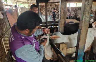 Petugas Tim Kesehatan Hewan (Keswan) Dinas Pertanian Kota Padang sedang memeriksa fisik sapi di salah satu penampungan hewan kurban di Kelurahan Tabing Banda Gadang, Kecamatan Nanggalo, Kamis (7/5/2026). (Foto: Ist)