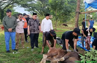 Prosesi penyembelihan hewan kurban milik Bank Nagari yang dilaksanakan di cabang Pegambiran, Padang, Kamis (28/5/2026). (Foto: Ist)