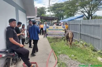Bantuan satu ekor sapi kurban dari DMDI Sumbar kepada perwakilan warga Huntara Kampung Nelayan, Kelurahan Lubuk Buaya, Padang, Kamis (28/5/2026). (Foto: Ist)