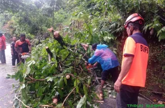 Personel Rescue PB BPBD Kota Padang memotong dan membersihkan pohon Marapalam yang tumbang. (Foto: Ist)