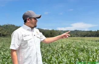 Anggota Komisi IV DPR RI, Rahmat Saleh, meninjau langsung pelaksanaan program swasembada jagung di Kabupaten Pesisir Selatan, Minggu (3/5/2026). (Foto: Ist)