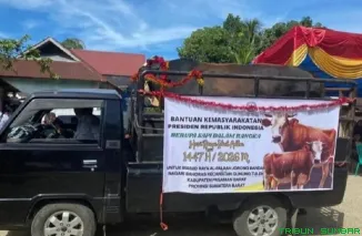 Sapi kurban bantuan Presiden RI Prabowo Subianto sebelum disembelih di Jorong Bandar, Nagari Bahoras, Kecamatan Gunung Tuleh, Rabu (27/5/2026). (Foto: Ist)