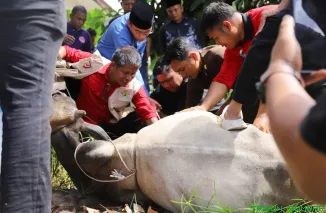 Wakil Wali Kota Padang, Maigus Nasir, bersama Ketua Harian Kwarda 03 Sumbar Yulius, menyaksikan proses penyembelihan hewan kurban bantuan Ketua Kwarda Audy Joinaldy di Kantor Kwarda, Padang, Kamis (27/5/2026). (Foto: Ist)