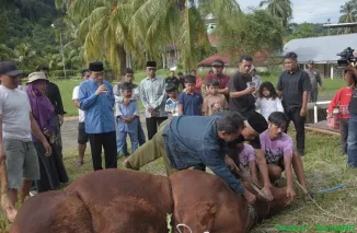 Wakil Wali Kota Padang, Maigus Nasir, meninjau sapi kurban bantuan Presiden RI Prabowo Subianto sebelum disembelih di kawasan PLTA Kuranji Batu Busuk, Kelurahan Lambung Bukit, Padang, Kamis (28/5/2026). (Foto: Ist)
