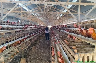 Suasana kandang ayam petelur milik warga di Nagari Koto Panjang, Kecamatan Lintau Buo, Kabupaten Tanah Datar. (Foto: Ist)
