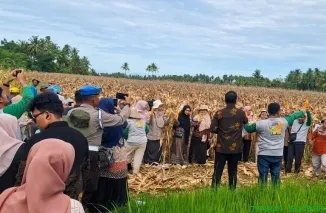 Panen jagung pakan ternak seluas 8 hektar milik Kelompok Tani Surau Gadang di Kelurahan Koto Panjang Ikur Koto, Kecamatan Koto Tangah, Kamis (25/6/2026). (Foto: Ist)