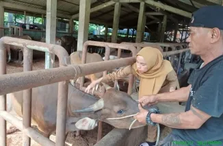 Petugas UPT Puskeswan Dinas Pertanian Kota Padang saat memeriksa kondisi ternak dan melaksanakan vaksinasi PMK secara gratis bagi peternak. (Foto: Ist)