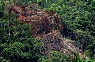 Kawasan hutan di Sumatera Barat mengalami kerusakan luas akibat aktivitas ilegal; data 2025 menunjukkan hilangnya 26.940 hektare hutan, naik lebih dari sepuluh kali lipat dibanding tahun sebelumnya. (Foto: Ist)