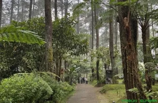 Perhutani bersama BP BUMN menebar benih pinus di KPH Bandung Utara sebagai awal penyemaian, menyiapkan lebih dari 20 juta bibit untuk 26 ribu hektare penanaman di 57 KPH sepanjang 2026. (Foto: Ist)