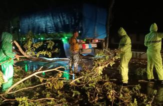 Hujas deras tumbangkan pohon di Dhamrasraya, Selasa 15 Februari 2022. (dok/ko) 