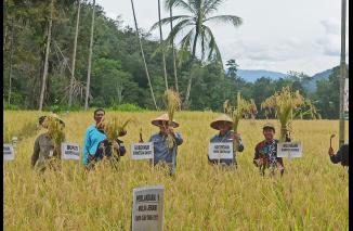 Hebat... Nagari Sumpur Kudus panen raya padi organik, Kamis 3 November 2022. (sis) 