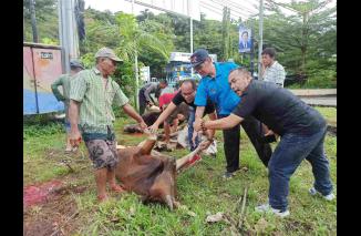 Prosesi kurban yang dilakukan oleh Keluarga besar PWI Sumbar sebanyak 4 ekor sapi di halaman PWI Sumbar. (Sumber : Istimewa) 