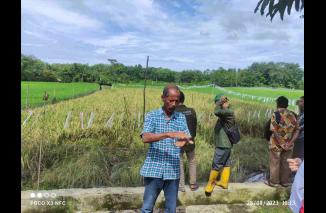Sarbaini: ke sawah berpokok murah adalah mutiara terpendam, Senin 28/8-2023 di Sungai Pinang Kasang pada Hari Temu Lapangan Udara Bersih Indonesia oleh FIELD Indonesia. (Sumber : Istimewa)