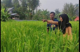 Ibu Fenti Tanpa Keluarkan Modal Basawah dengan Mulsa Tanpa Olah Tanah. (/ist)
