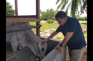 Muslim M Yatim sembelih 26 ekor sapi qurban tersebar di seluruh Sumbar, Senin 17/6-2024. (dok)