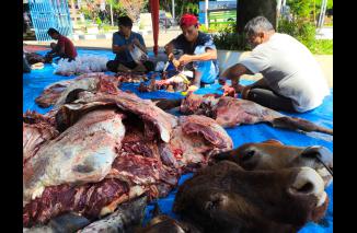 Sapi Qurban Bantuan dari Andre Rosiade, Kapolda Sumbar, Bank Nagari dan PT Semen Padang Darah PWI Sumbar