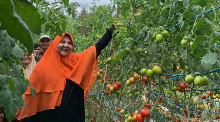 Teks Foto : Nevi Zuairina hadiri kegiatan panen raya tomat bersama Kelompok Tani Talang Sakato di Nagari Koto Gadang, Rabu (3/9/2025). IST