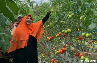 Teks Foto : Nevi Zuairina hadiri kegiatan panen raya tomat bersama Kelompok Tani Talang Sakato di Nagari Koto Gadang, Rabu (3/9/2025). IST