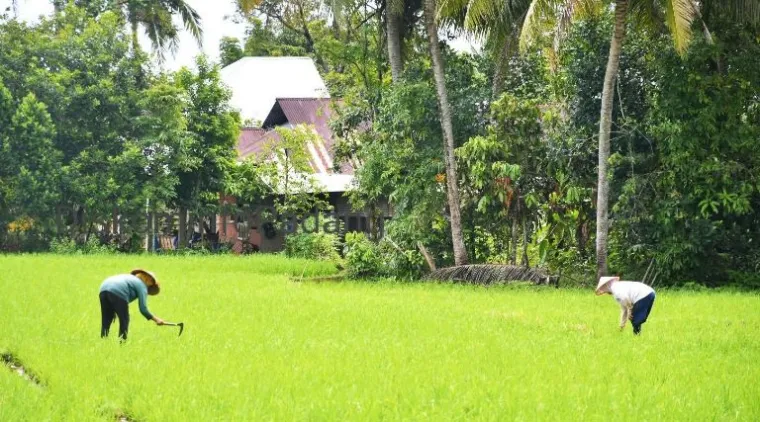Teks Foto : Petani sedang menggarap sawahnya. IST