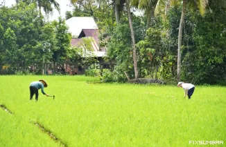 Teks Foto : Petani sedang menggarap sawahnya. IST