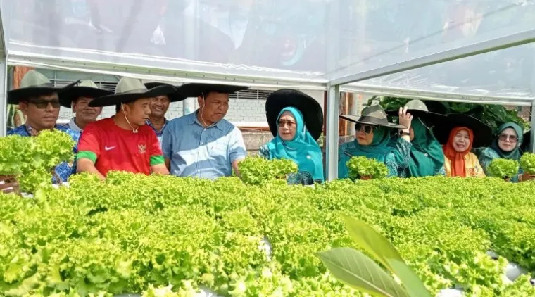 Camat Nanggalo Panen Perdana Tanaman Hidroponik Keltan Badunsanak Kampung Lapai